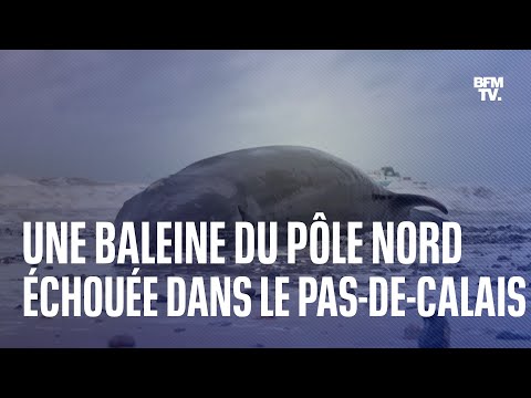 Une baleine du pôle Nord meurt après s'être échouée sur une plage du Pas-de-Calais