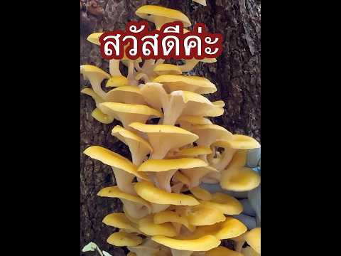 เก็บเห็ดนางรมทองป่าฟังเสียงนก