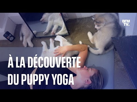 Le puppy yoga, une pratique de relaxation avec des chiots