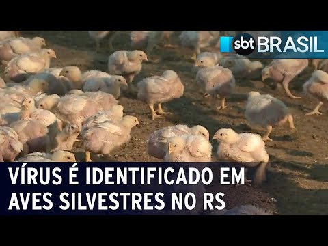 Novo foco de gripe aviária preocupa autoridades brasileiras | SBT Brasil (16/02/24)