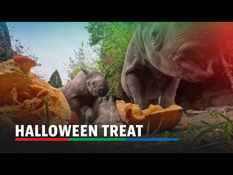 Rhino family squashes pumpkins for Halloween treat