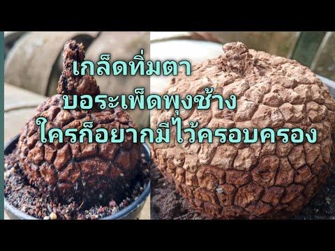 ตามหาพุงช้าง-บอระเพ็ดพุงช้าง-ห ตามหาพุงช้าง-บอระเพ็ดพุงช้าง-ห