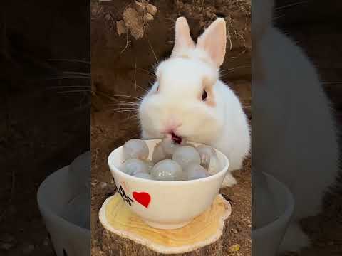 กระต่ายกินลำไยสัตว์์โลกน่ารัก