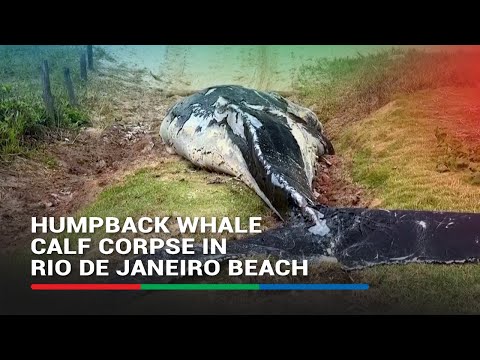 Humpback whale calf corpse washes up in Rio de Janeiro beach