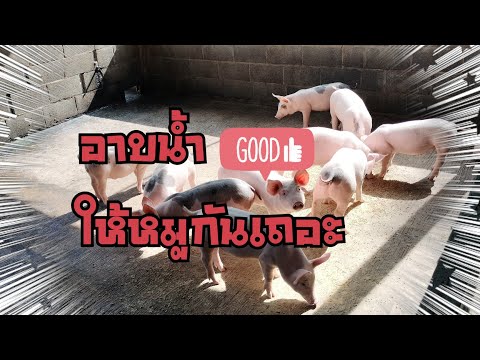 ไปอาบน้ำให้หมูกันเถอะธนสารฟาร