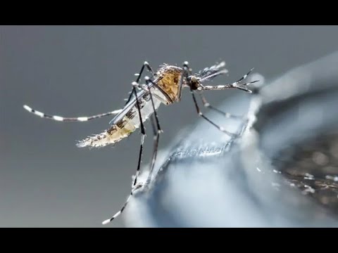 Tumbes: Se registran 948 casos de dengue e intensifican acciones de control