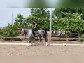 Show jumping horse GERESERVEERD mooie 7jarige springmerrie
