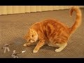 Ginger Cat vs The Paper Army