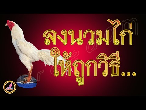 วิธีการฝึกซ้อมไก่...!!!