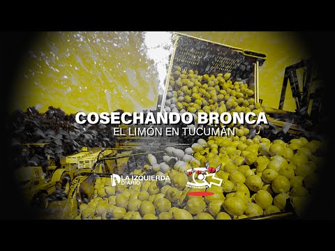 [Trailer] COSECHANDO BRONCA: El limón en Tucumán