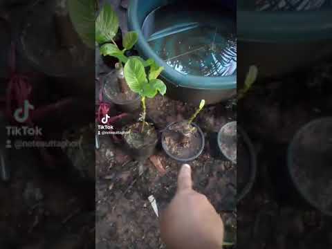 สนใจต้นกระท่อมต้นเสียบยอดตอกร