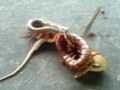 A Huge Centipede Fighting A Snake