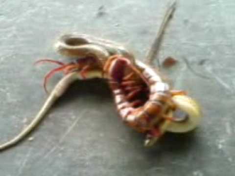 A Huge Centipede Fighting A Snake