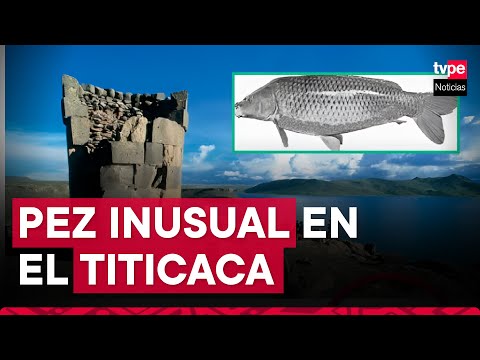 Puno: hallan pez inusual en zona sur del lago Titicaca