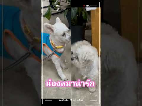 น้องหมาปอมผสมพุดเดิ้ลและพุดเดิ