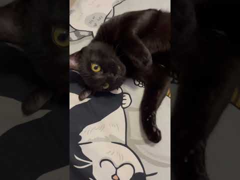 แมวดำตบโทรศัพท์MumiFamily