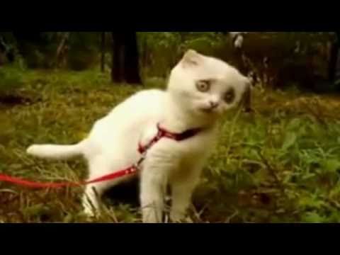 Video: Niam niam niam niam,  - ir pamatė katinėlis šunį
