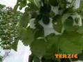 Клубника: Jagode / Strawberries