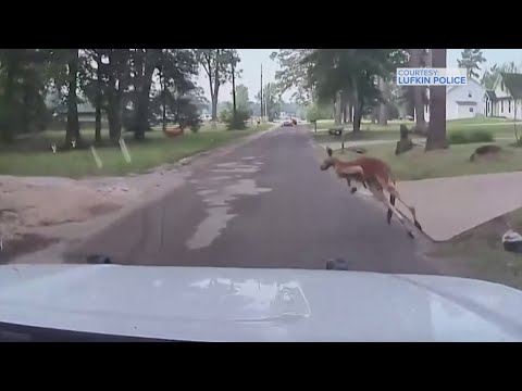 Texas driver calls 911 after seeing kangaroo cross the road
