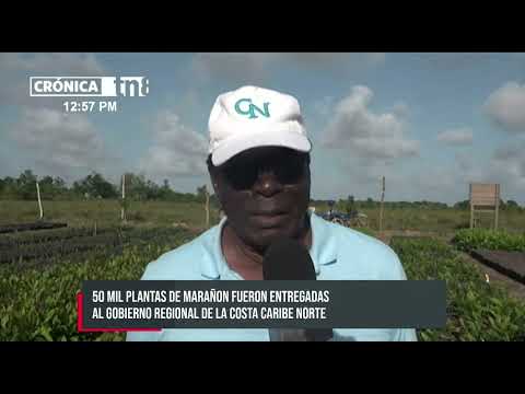 ‘Vida Pain’ dona 50 mil plantas de marañón en la Costa Caribe Norte - Nicaragua