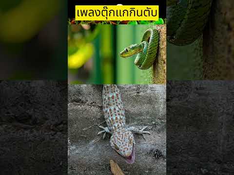 shortsตุ๊กแกกินตับgecko