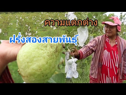 ความแตกต่างระหว่างฝรั่งกิมจู