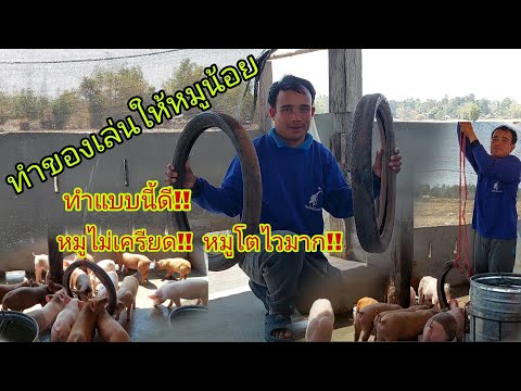 ทำของเล่นใหม่ให้หมูน้อยคลายเคร