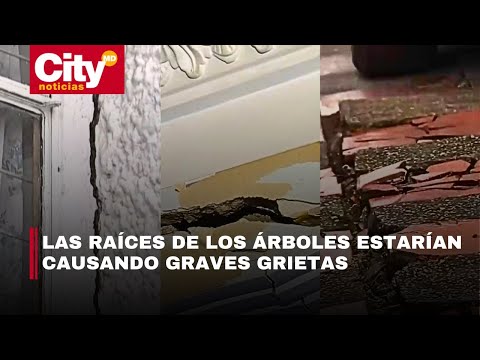 Las raíces de los árboles tienen en riesgo de colapso a 4 viviendas en El Morisco | CityTv