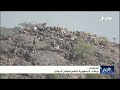 تعز ولحج .. جبهات الجمهورية تلتهم قطعان الحوثي