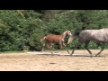 Springpaard super fokmerrie Coquette van het Russeltveld Z
