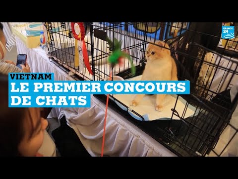 Vietnam : le premier concours de chats du pays s'est tenu à Hanoï