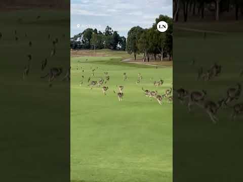 Australia: una manada de canguros irrumpió en un campo de golf