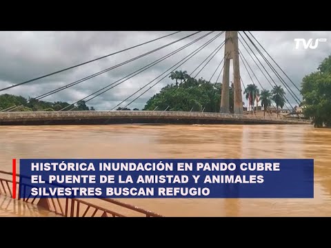Histórica inundación en Pando cubre el puente de la Amistad y animales silvestres buscan refugio