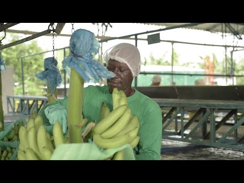 Producción bananera afectada por ‘El Niño’ - Teleantioquia Noticias