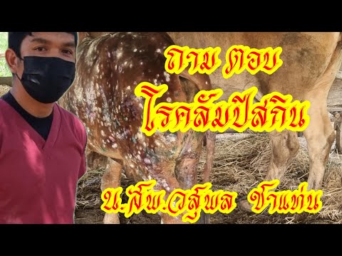 ถาม-ตอบ-โรคลัมปีสกิน-กับ-นสพ.ว ถาม-ตอบ-โรคลัมปีสกิน-กับ-นสพ.ว