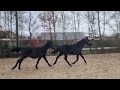 Dressuurpaard Jaarling hengst van Le Formidable