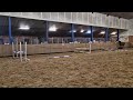 Show jumping horse 3 jarig springpaard el morado x eldorado vd zeshoek