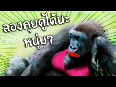 คบคนมันใจดำหันมาเป็นผัวกอริลลา คบคนมันใจดำหันมาเป็นผัวกอริลลา