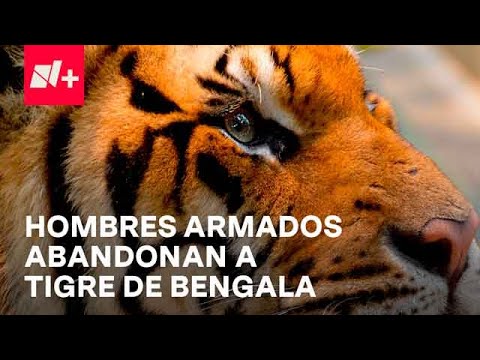Sinaloa: Aseguran a tigre de bengala durante persecución - Despierta