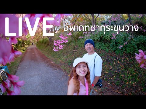 🔴Liveอัพเดทอุโมงค์ซากุระขุนว