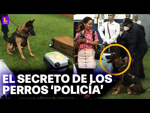 Él va a buscar su juguete: Así entrena la Policía del Perú a los perros para los operativos