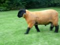 Овцеводство: Glyde Suffolks 2009 Lambs 2