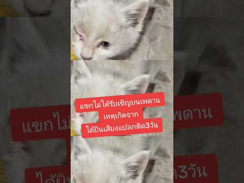 แขกไม่ได้รับเชิญบนเพดานเหตุเกิ