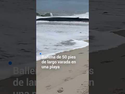 Una ballena de 50 pies de largo quedó varada en esta playa