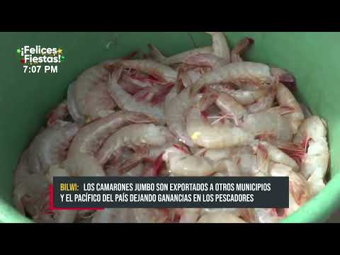 Vientos del Norte favorecen la pesca de camarones en Bilwi este fin de año - Nicaragua