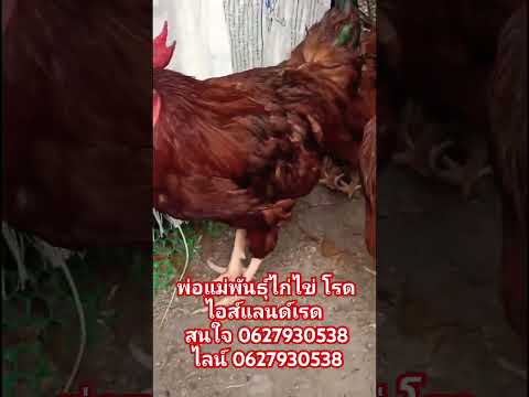 พ่อแม่พันธุ์ไก่ไข่โรดไอส์แลนด