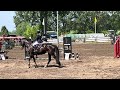 Show jumping horse Beloftevolle vierjaarse Diamant De Semilly