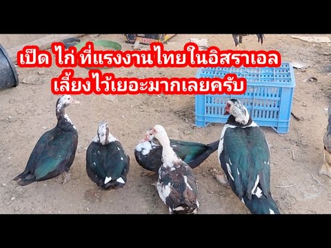 หนุ่มบิม Channel มาดูเป็ดไก่ของคนไทยในอิสราเอลเลี้ยงไว้กินเลี้ยงไว้ขายเป็นราย