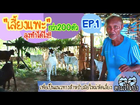 เลี้ยงแพะกว่า200ตัว-ลุงทำได้ไง เลี้ยงแพะกว่า200ตัว-ลุงทำได้ไง
