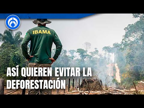 Selva amazónica en riesgo por deforestación ilegal